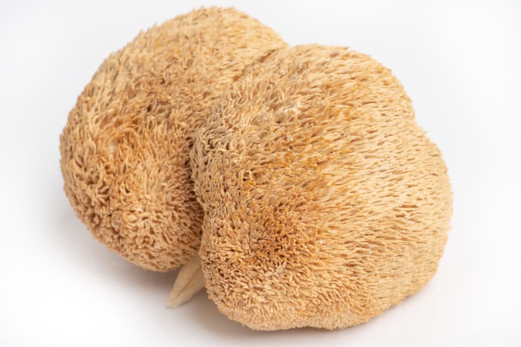 lions mane